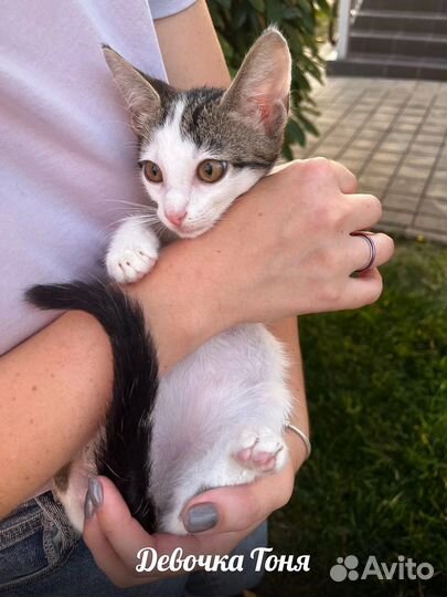 Котенок девочка 3 месяца в добрые руки