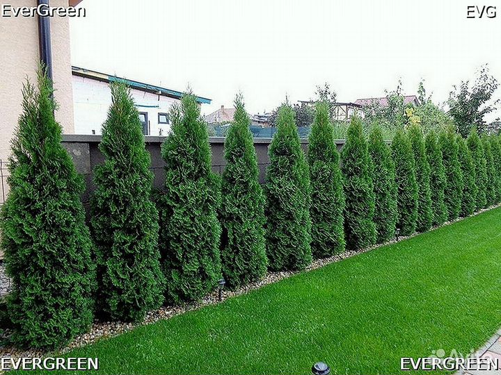 Туя екстра класса