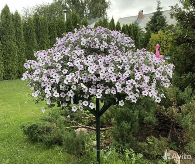 Петуния ампельная и каскадная, рассада