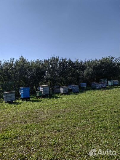 Пчелы и улья