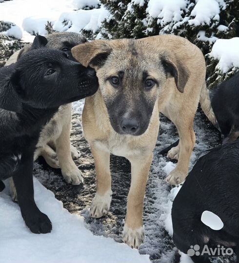 Щенку нужен дом