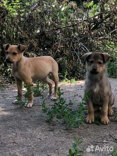 Щенки в добрые руки