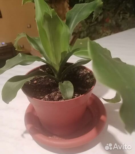 Драцена Душистая. Отросток