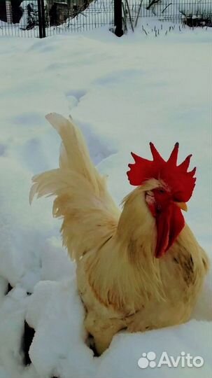 Продам петуха