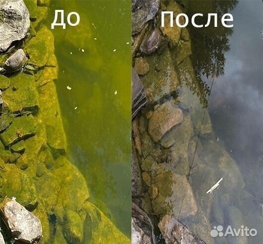 Хлорелла от производителя