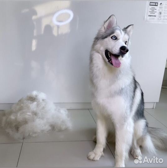 Выездной грумер