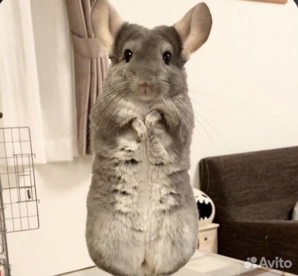 Шиншилла, питомец длявас и детей Питомник