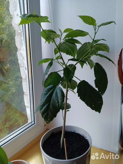 Гибискус китайская роза