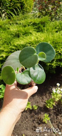 Комнатные растения