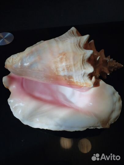 Ракушка стромбус большая Куба