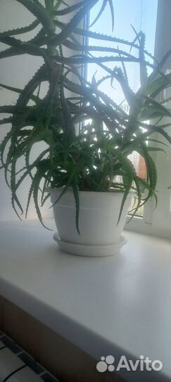 Цветок алоэ