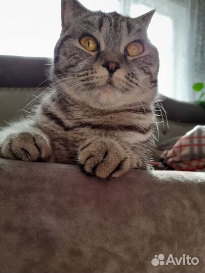 Кошка в дар