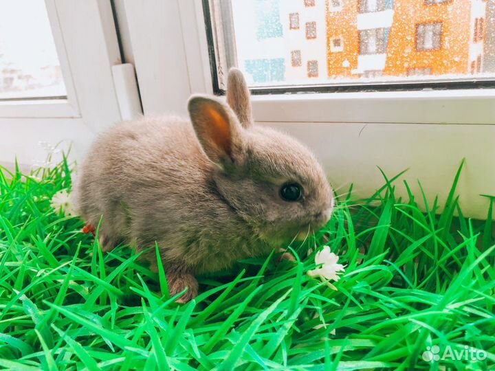 Карликовый кролик