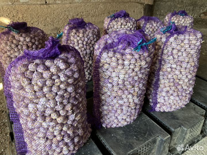 Чеснок Однозубка Любаша F1