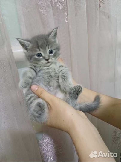 Котята-метисы