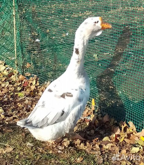 Гуси на племя