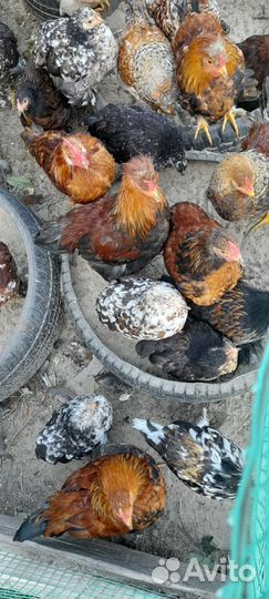 Куры молодки доминант, фавероль, хохлатые, бетамка