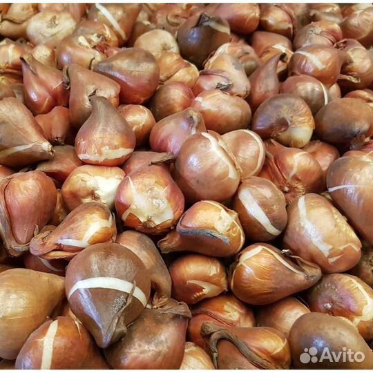 Луковицы тюльпанов оптом 11/12