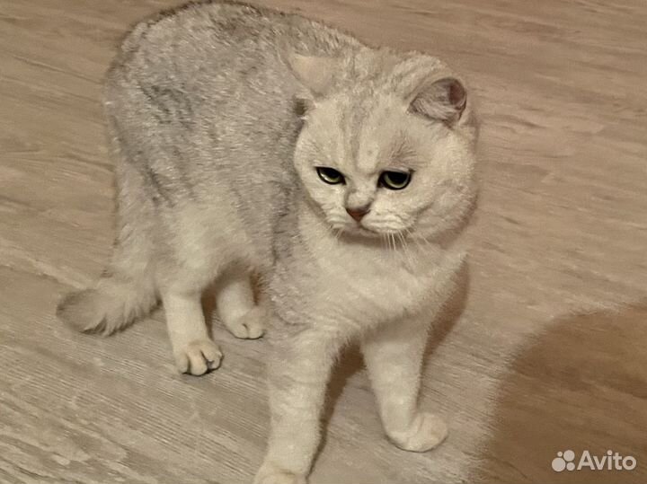 Отдам котика