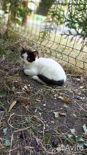 Отдам прекрасных котят, 4 месяца