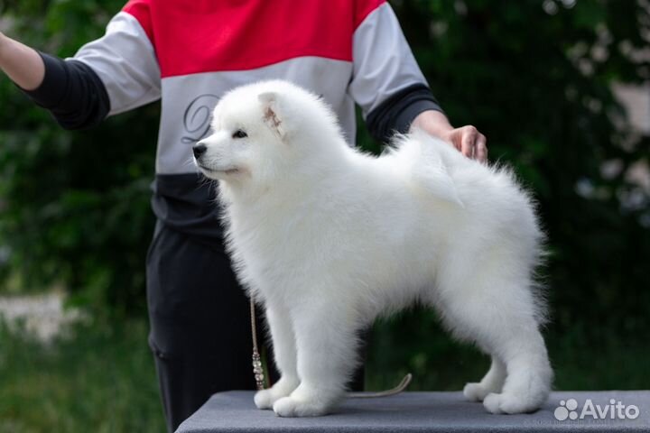 Щенки самоеда