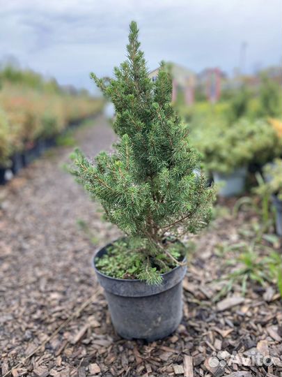 Ель канадская коника