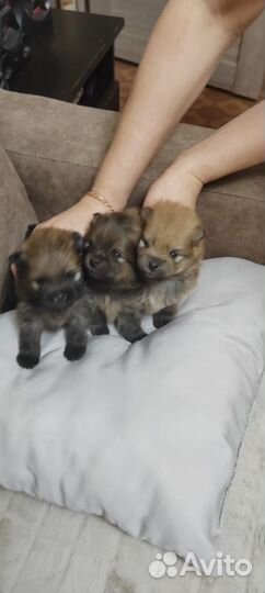 Щенки шпица