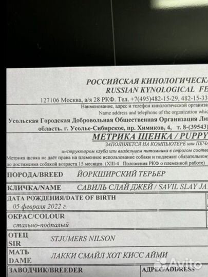 Йоркширский терьер вязка мальчик