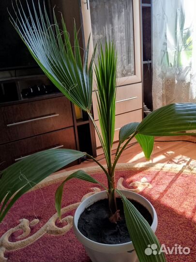 Пальма вашингтония