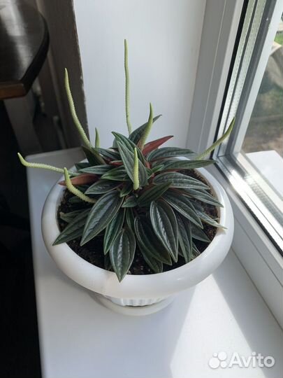 Пеперомия Россо