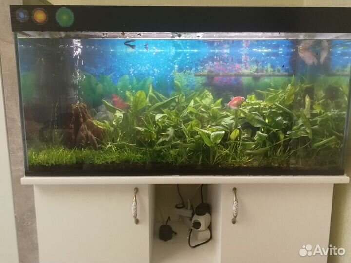 Аквариум, рыбки и растения + тумба