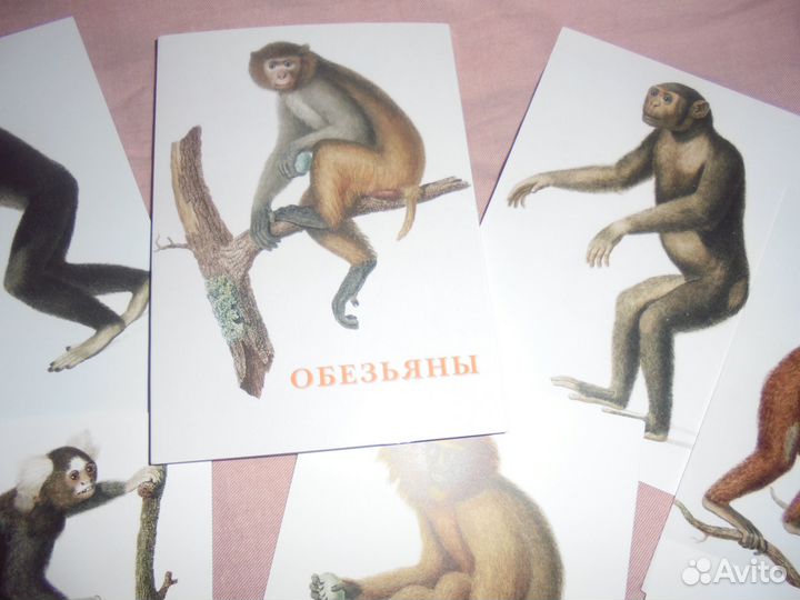 Наб 15 откр Обезьяны бг