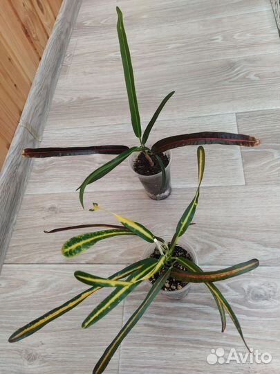 Кодиеумы, кротоны сортовые,домашние-1,в личке-2