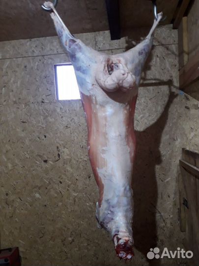 Мясо баранина свежая