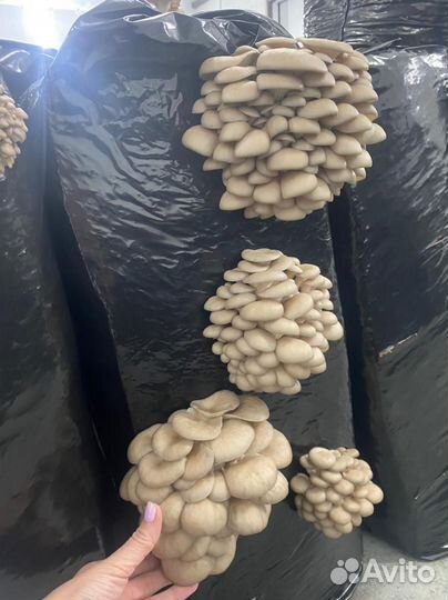 Зерновой мицелий Вешенки