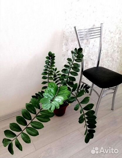 Замиокулькас