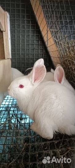 Кролик белый панон