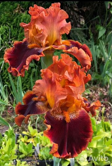 Лилейники и ирисы сортовые