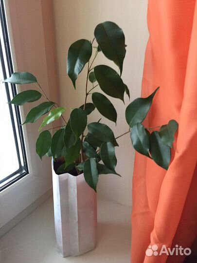 Фикус бенджамина