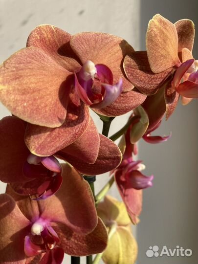 Орхидея фаленопсис