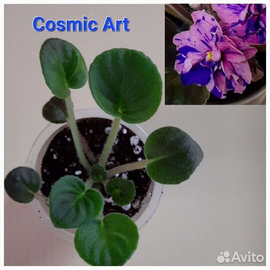 Фиалочная десятка