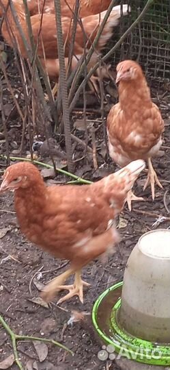 Цыплята 3 месяца Ломан Браун