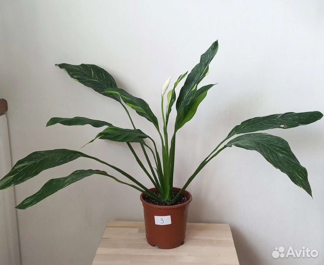 Спатифиллум даймонд