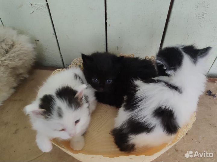 Котята в добрые руки