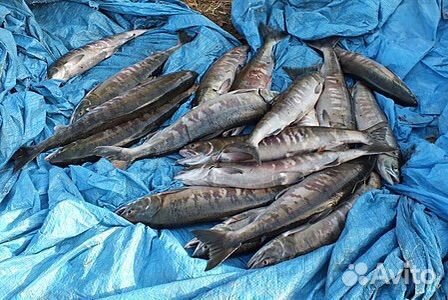 Свежая рыба кета