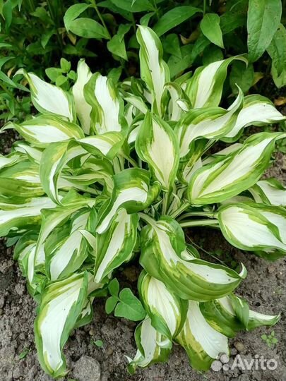 Многолетники садовые