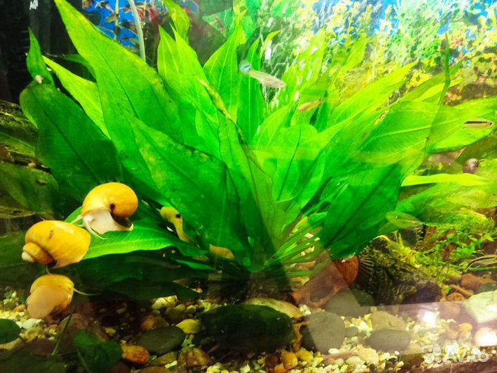 Аквариум 140 л