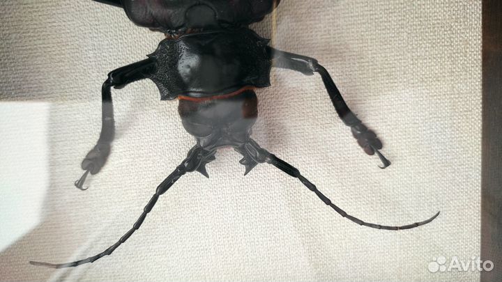 Жук Усач-титан Titanus giganteus в рамке под стекл