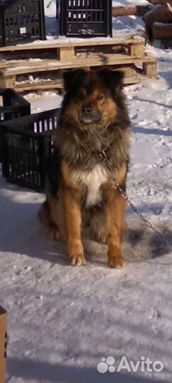 Собак Бесплатно