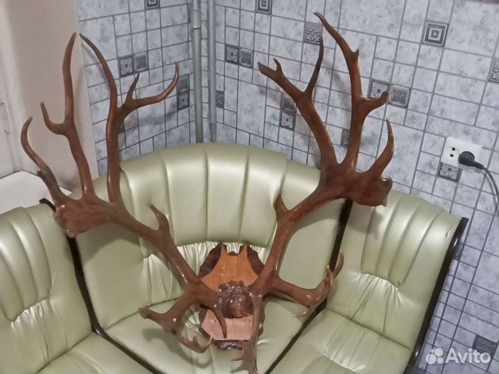 Рога разные